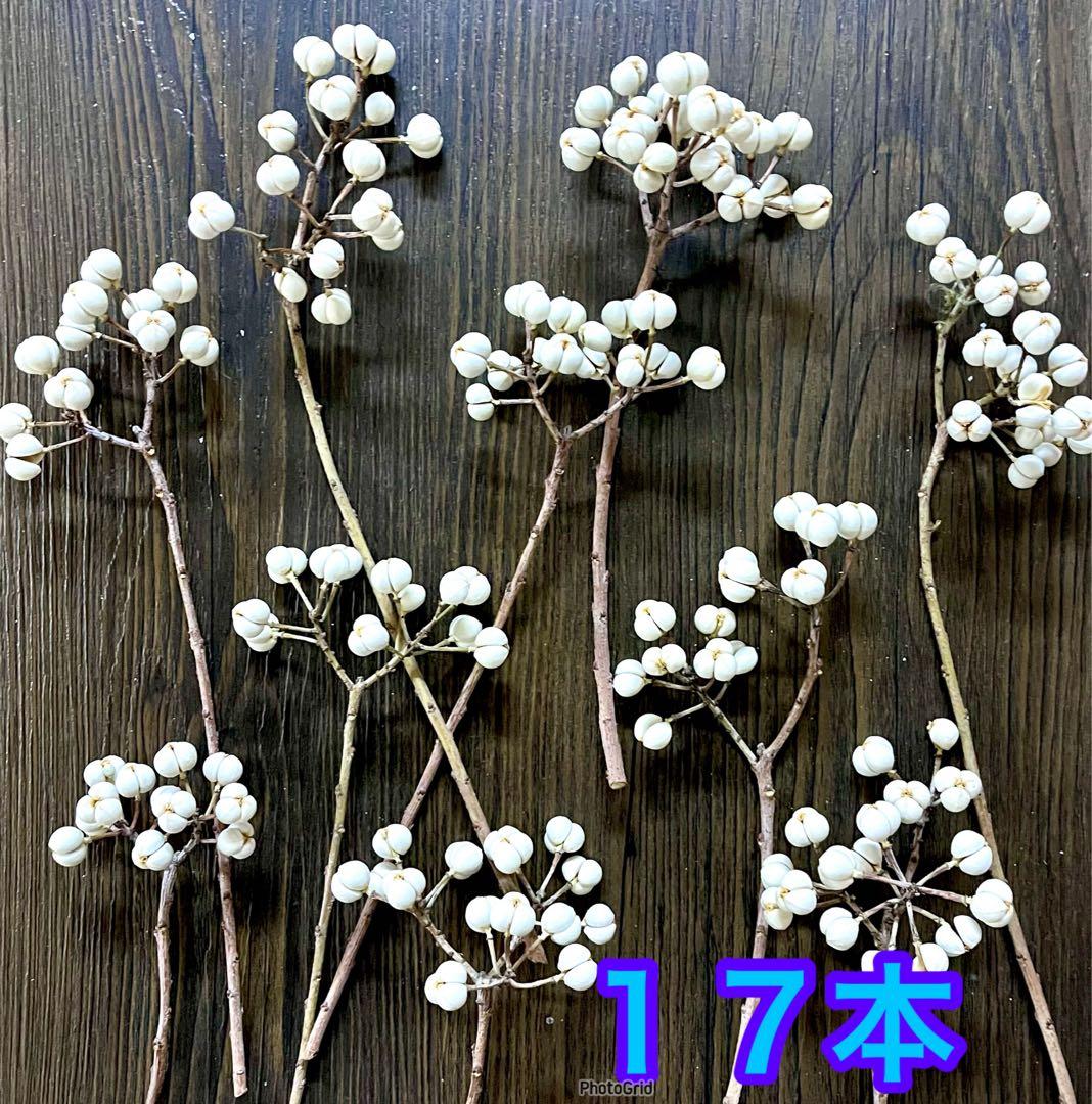 ナンキンハゼ　ドライフラワー