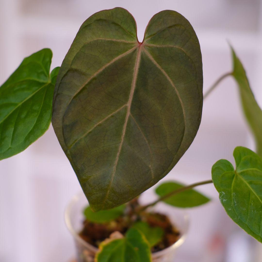 A. kunayalensis × A.Zara Michelle｜アンスリウム