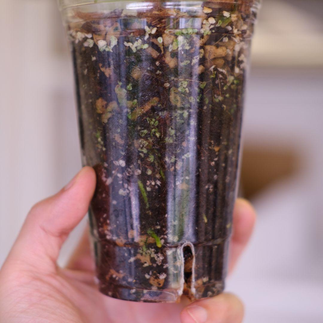 A. kunayalensis × A.Zara Michelle｜アンスリウム