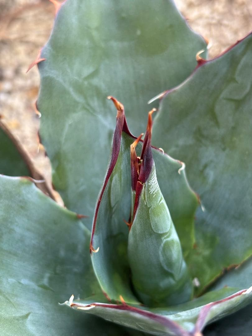 アガベ　ブルーブライアン　パリーホーチエンシス　ハイブリッド