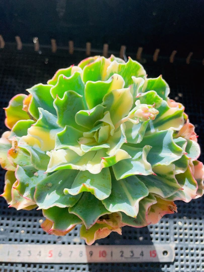 ツナミ錦　超古株　葉っぱ沢山　美色斑入り 多肉植物　エケベリア フリフリ可愛い