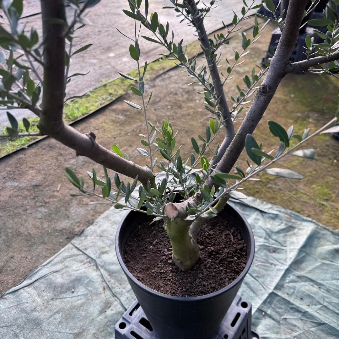 T*a様 【AL1167】オリーブの木　ルッカ　古木