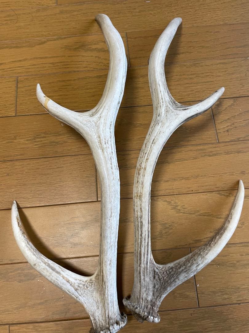 鹿　鹿の角　骨格標本　インテリア（C）