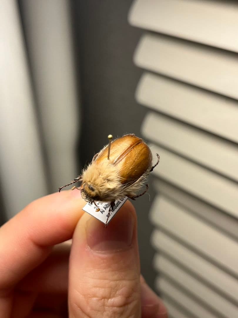 【21mm】ライオンコガネコガネムシハナムグリコブハムシプラチナコガネフンチュウ