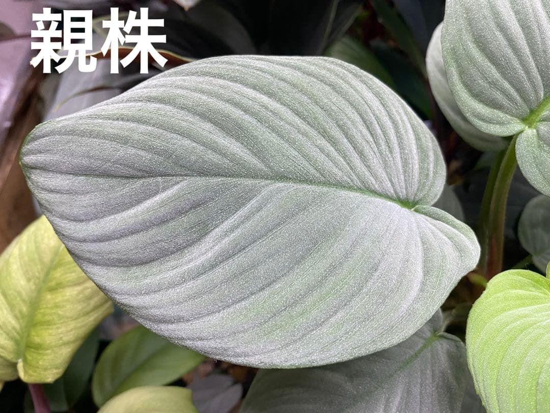 Homalomena sp.“月輪” 【LA0318-01】 大きめ株