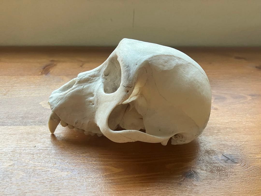 【希少】ニホンザルの頭骨（スカル）※下顎無し