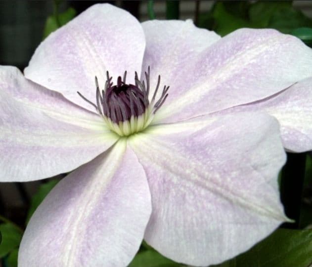 ジョンピクトン　根量非常に多い　地中芽あり