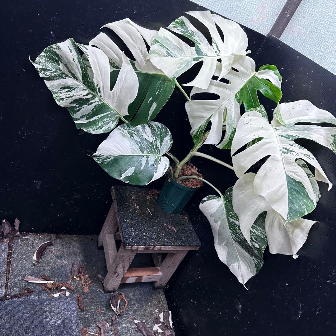 ロ*ラ様 斑入りモンステラ ホワイトタイガー極美大株68cm白斑多