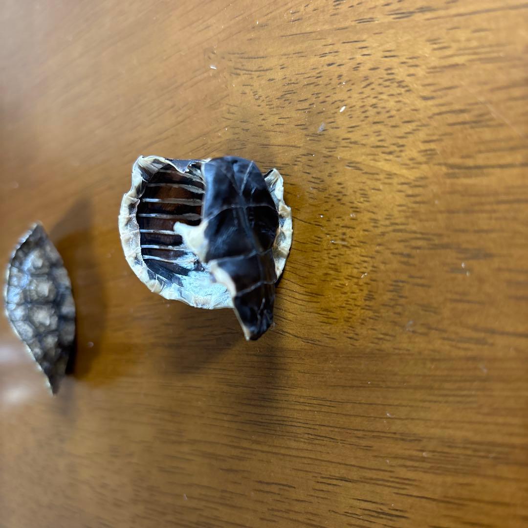 イシガメ　セマルハコガメ　甲羅　剥製　標本　ネイチャーテクニカラー