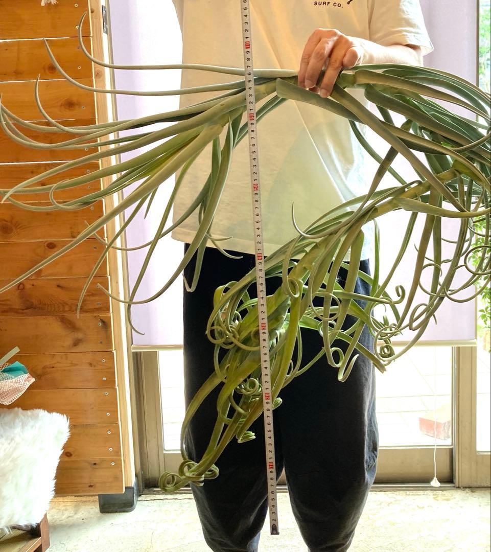 チランジア ドゥラティ ③