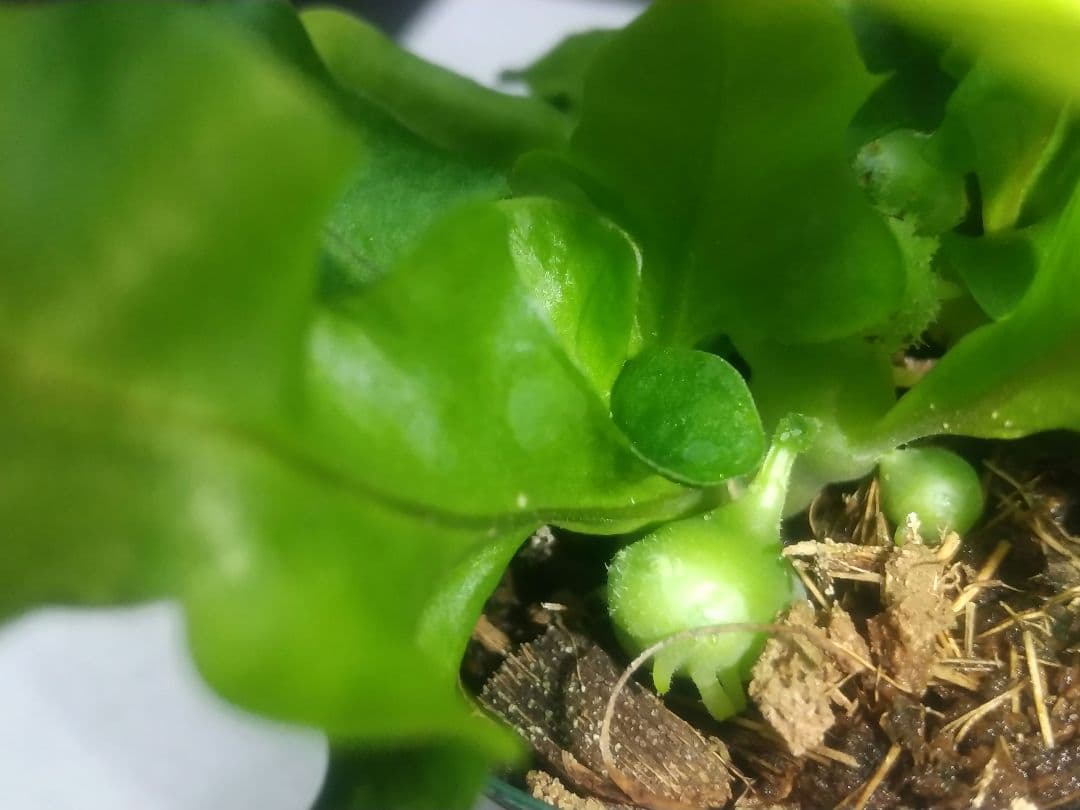 ① レカノプテリス バルゴイ ノーススラウェシ