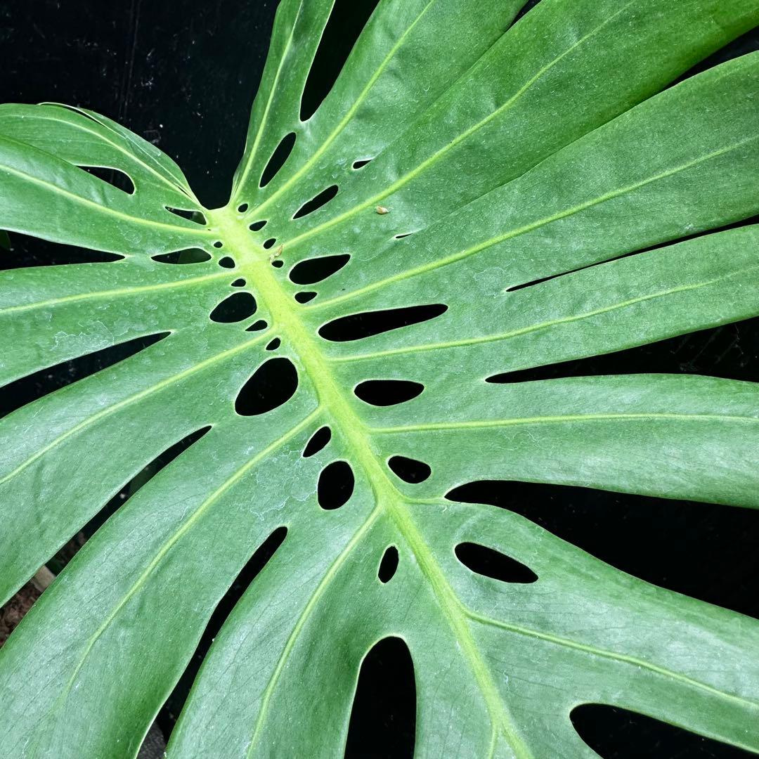 A*】様 モンステラデリシオーサマクロコズム超希少系統鉢植え64㎝