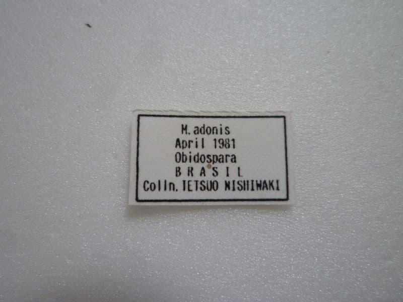 【外国産蝶標本】アドニスモルフォ/ブラジル.オビドス産/97.6mm