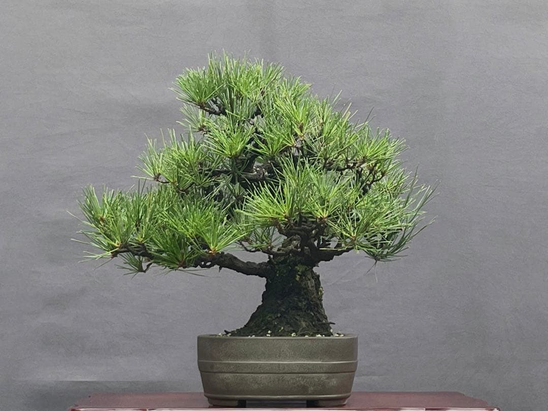 三河盆栽　黒松　盆栽