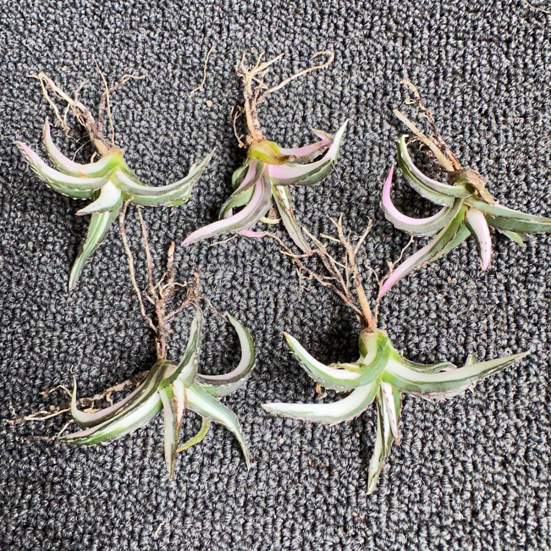 2170アガベ チタノタ 丸叶氷山錦 白中斑 極上中小株 5株セット