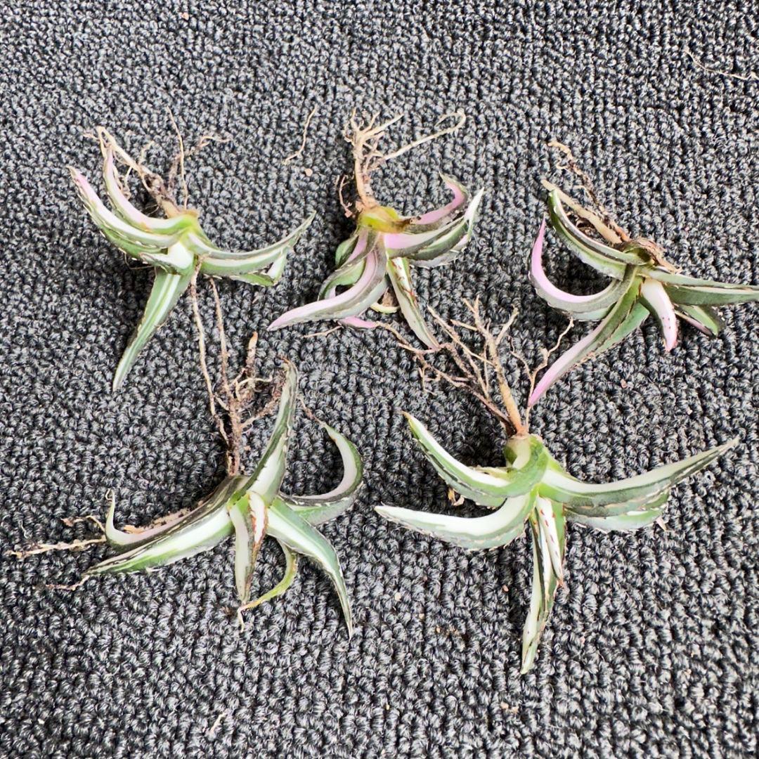 2170アガベ チタノタ 丸叶氷山錦 白中斑 極上中小株 5株セット