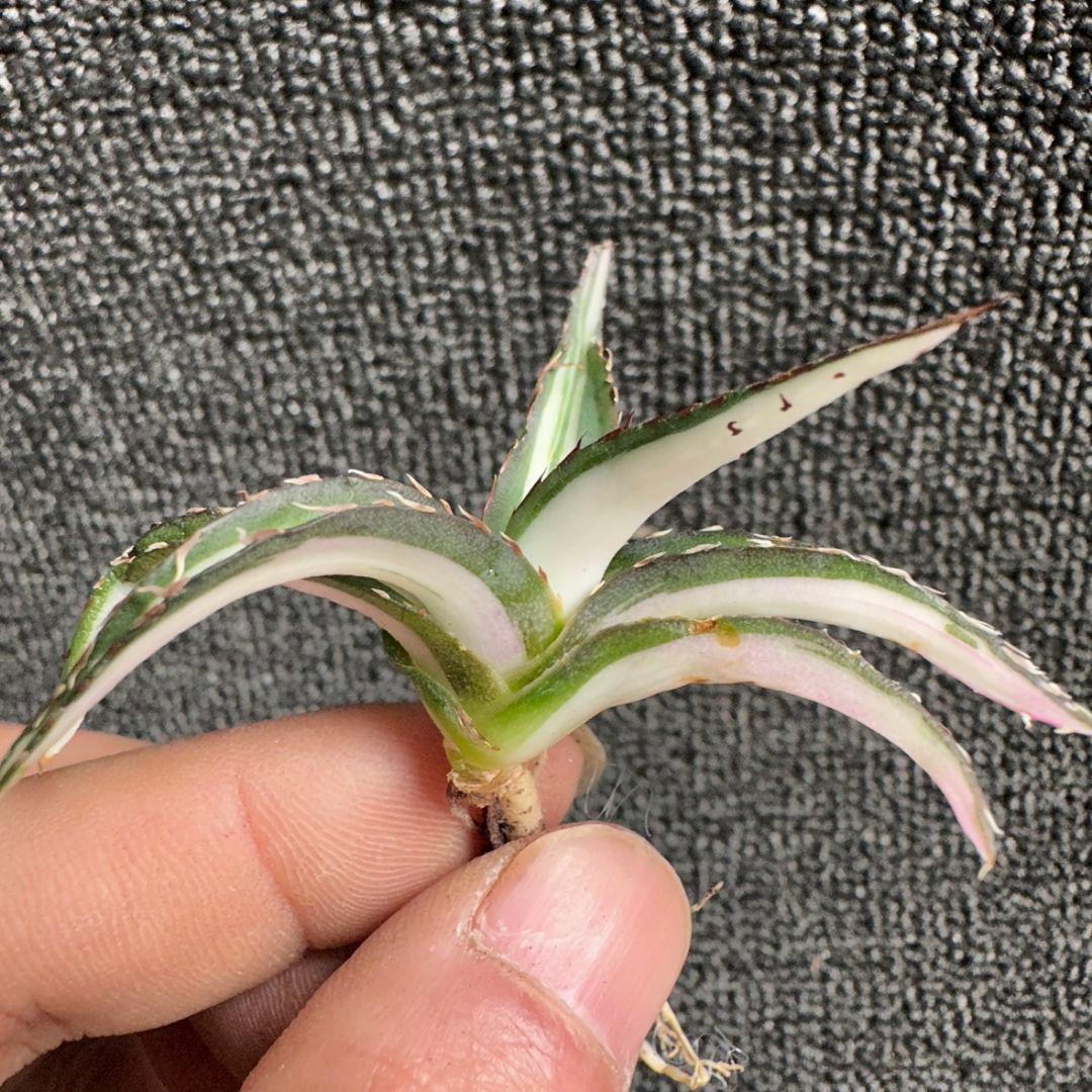 2170アガベ チタノタ 丸叶氷山錦 白中斑 極上中小株 5株セット