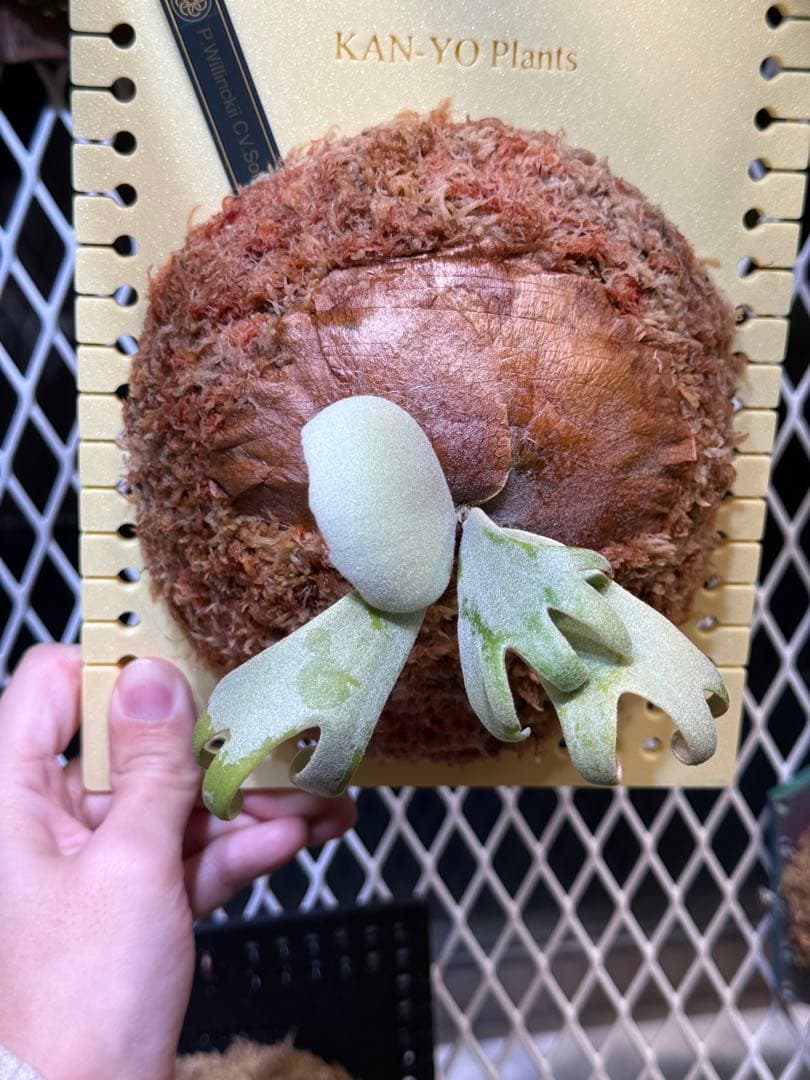 P.solar eclipse OC子株