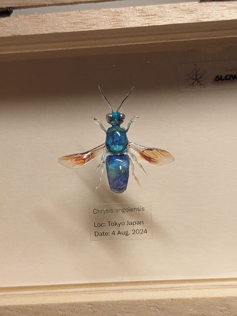 クロバネセイボウ　３５ミリ