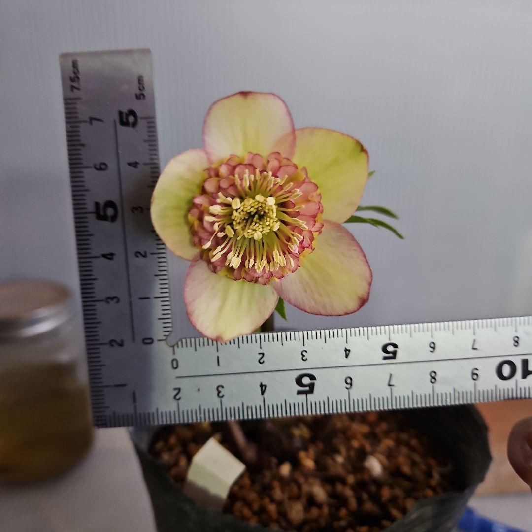 Sh様ご購入苗㉖-100㉖-156㉖-168㉖-183クリスマスローズ