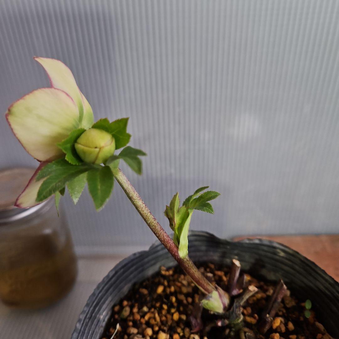 Sh様ご購入苗㉖-100㉖-156㉖-168㉖-183クリスマスローズ