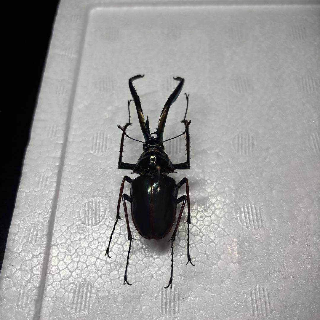ホロメタリクス　チリクワガタ　標本