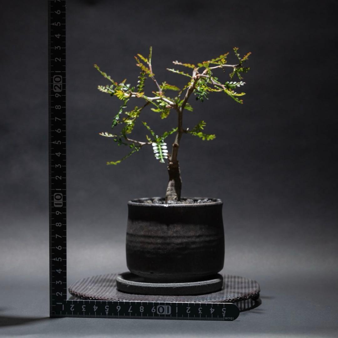 オペルクリカリア・パキプス　根差し