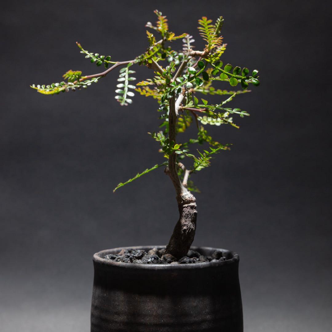 オペルクリカリア・パキプス　根差し