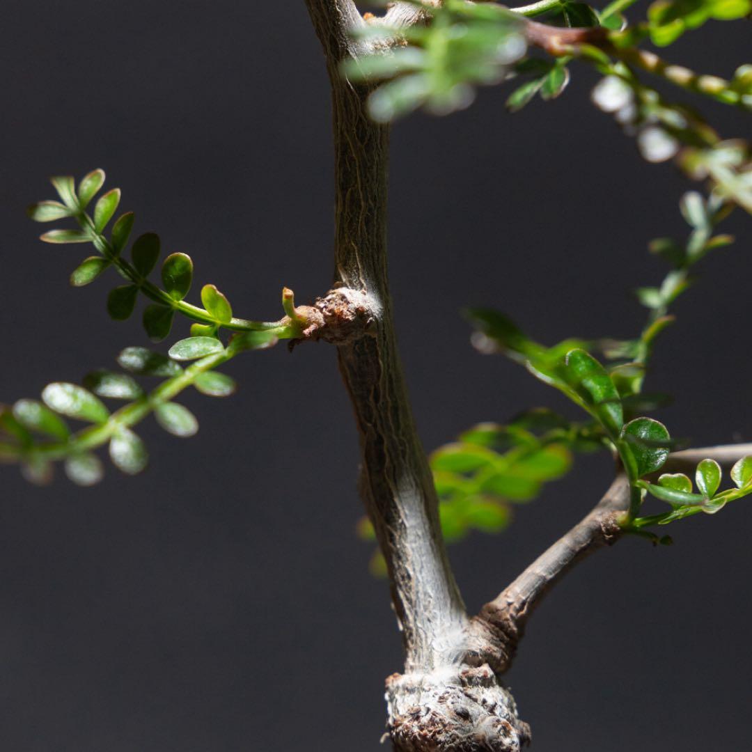 オペルクリカリア・パキプス　根差し