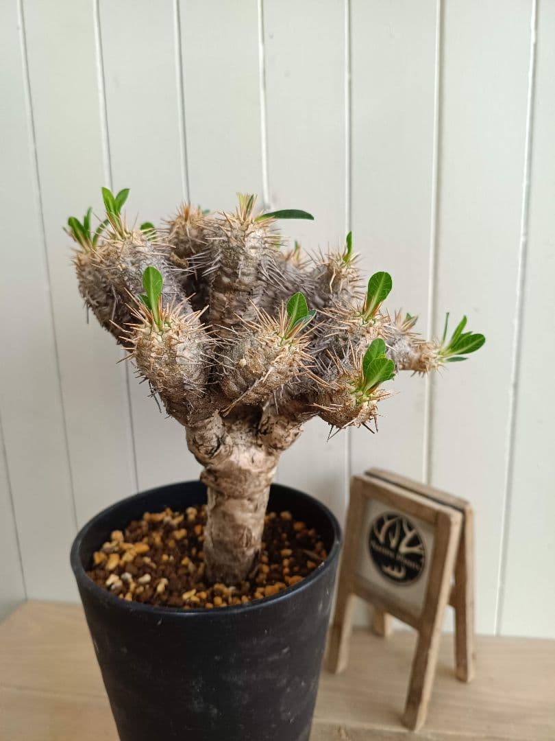 U664 希少種！ユーフォルビア ギラウミニアナ 現地球