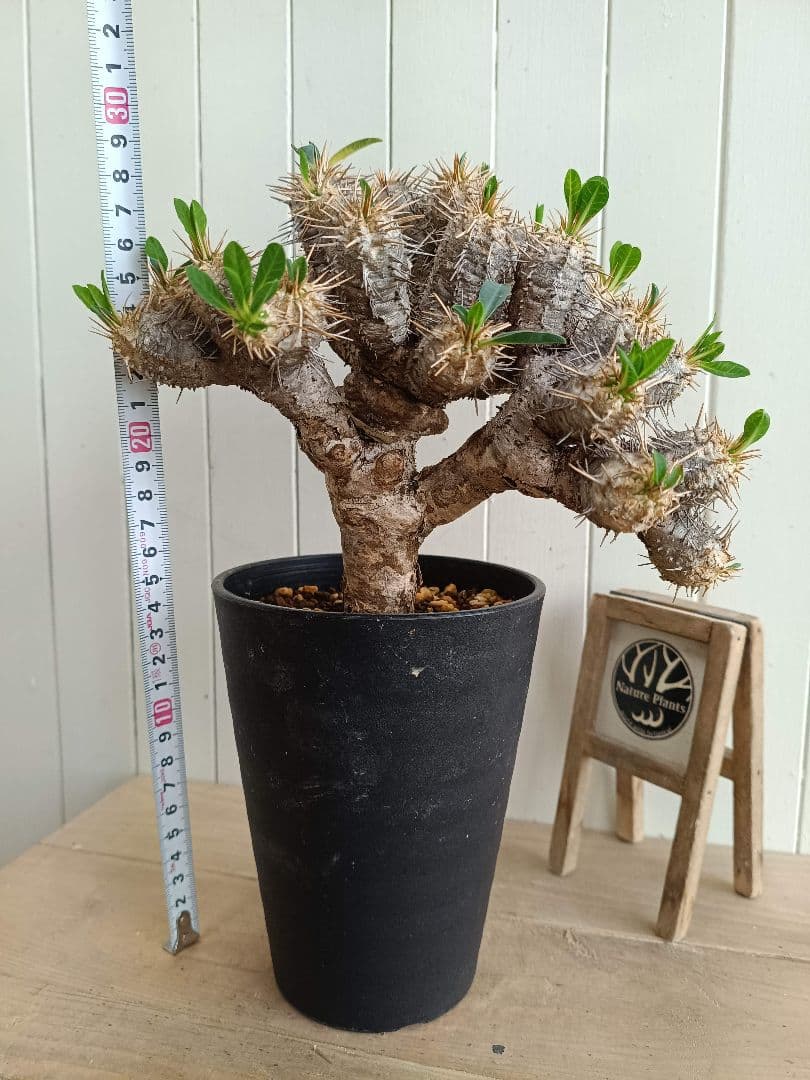 U664 希少種！ユーフォルビア ギラウミニアナ 現地球