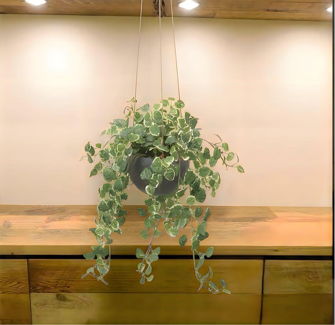 光触媒　人工観葉植物　ウォールグリーン　フェイクグリーン　プミラハンギング