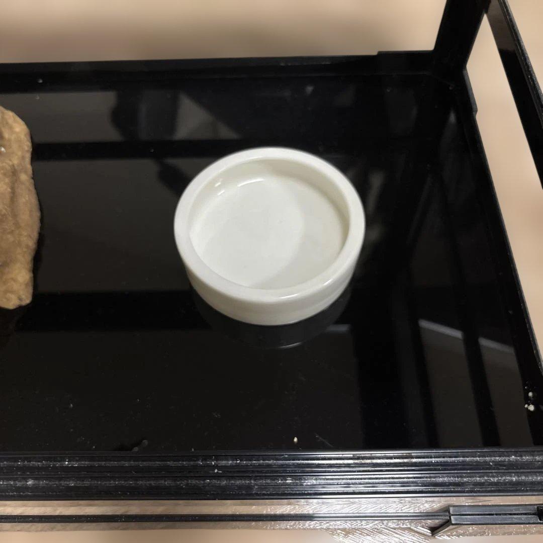 REPTI ZOO パンテオン6035