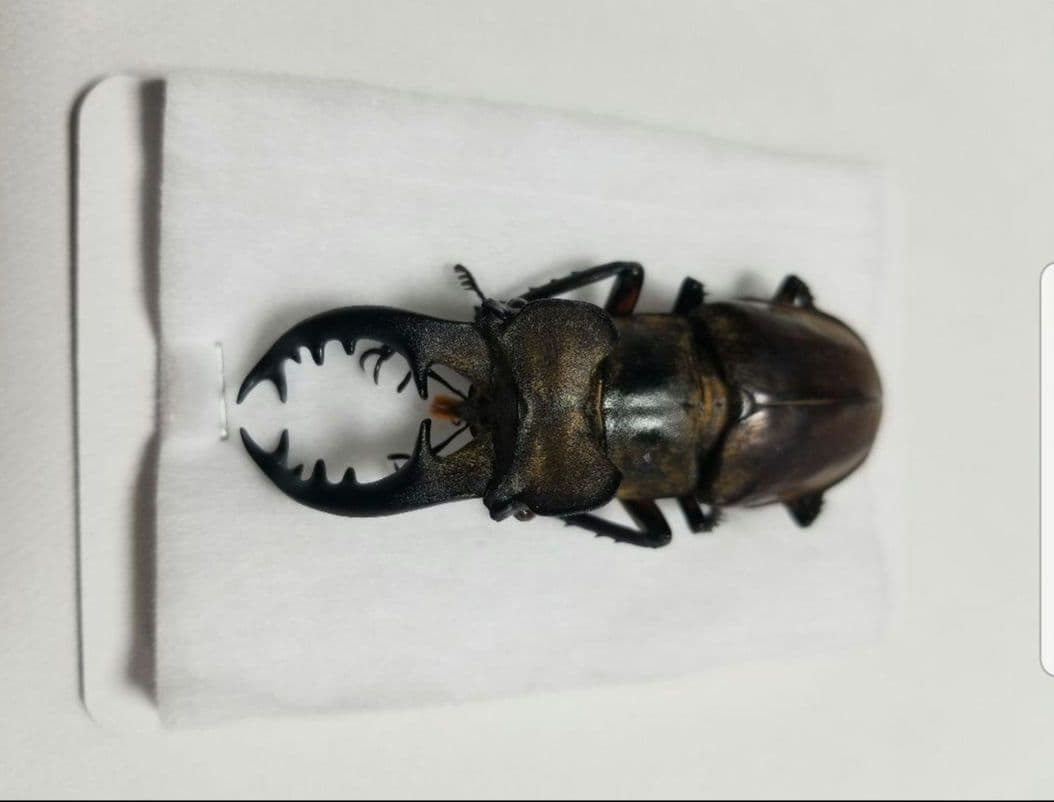 福岡県産　ミヤマクワガタ　標本 74mm