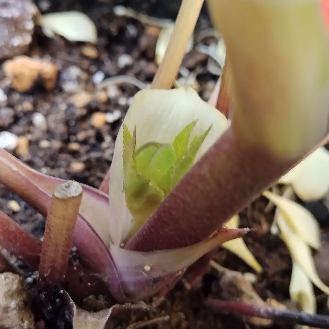 クリスマスローズ開花株　sdグリーンゴールド大和園　sd多弁アンティーク他交配済