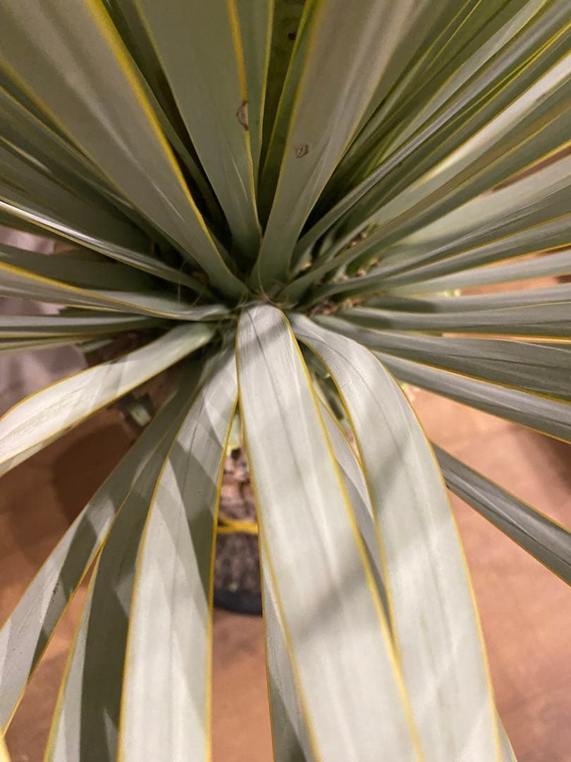 ⭐︎初売り⭐︎ユッカ　マルデヌベスver.ロスト