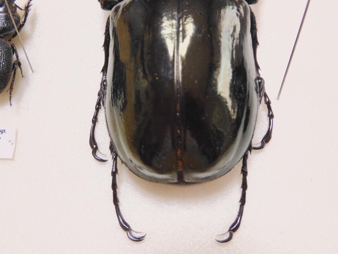 コロンビア産ネプチューンオオカブト  122mm