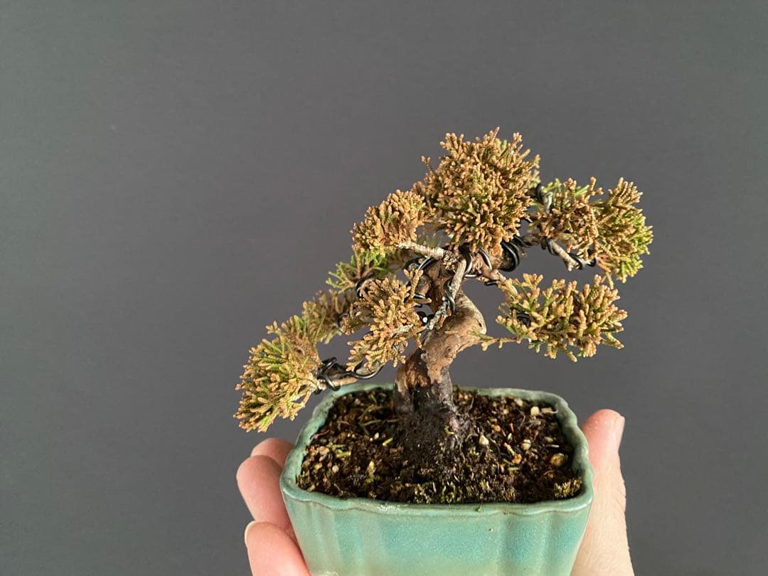 白木盆栽園　ミニ盆栽　糸魚川真柏　樹高9センチ　盆栽黒松赤松五葉松真柏観葉植物2