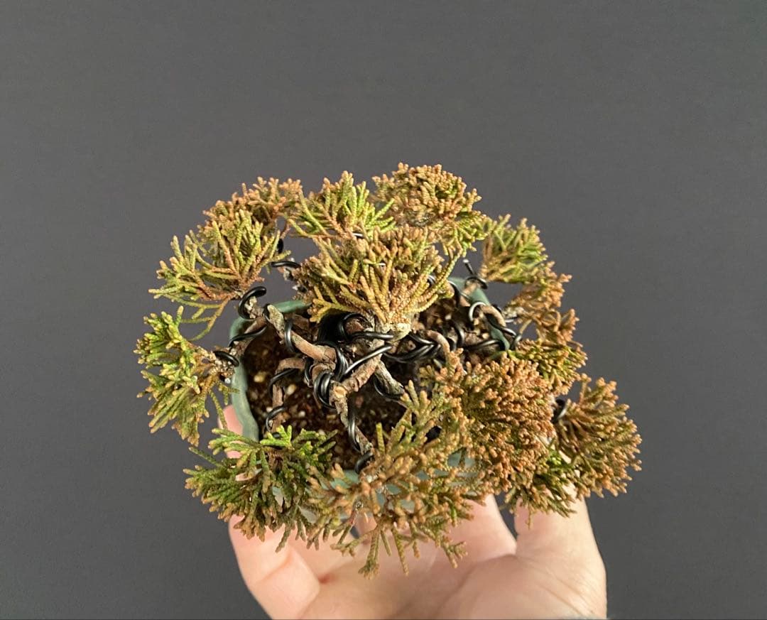 白木盆栽園　ミニ盆栽　糸魚川真柏　樹高9センチ　盆栽黒松赤松五葉松真柏観葉植物2