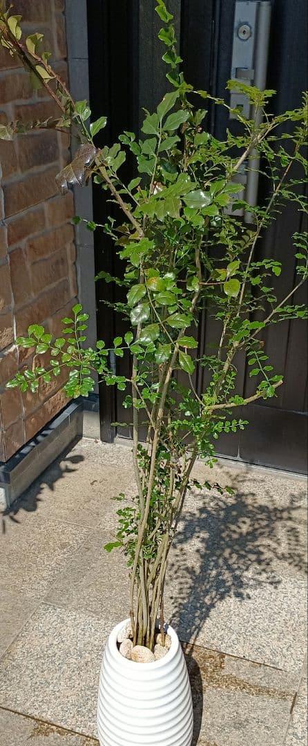 ♥大特価・特別販売特売・大量10本 ♥大絶賛中♥シマトネリコ苗木50～130㎝