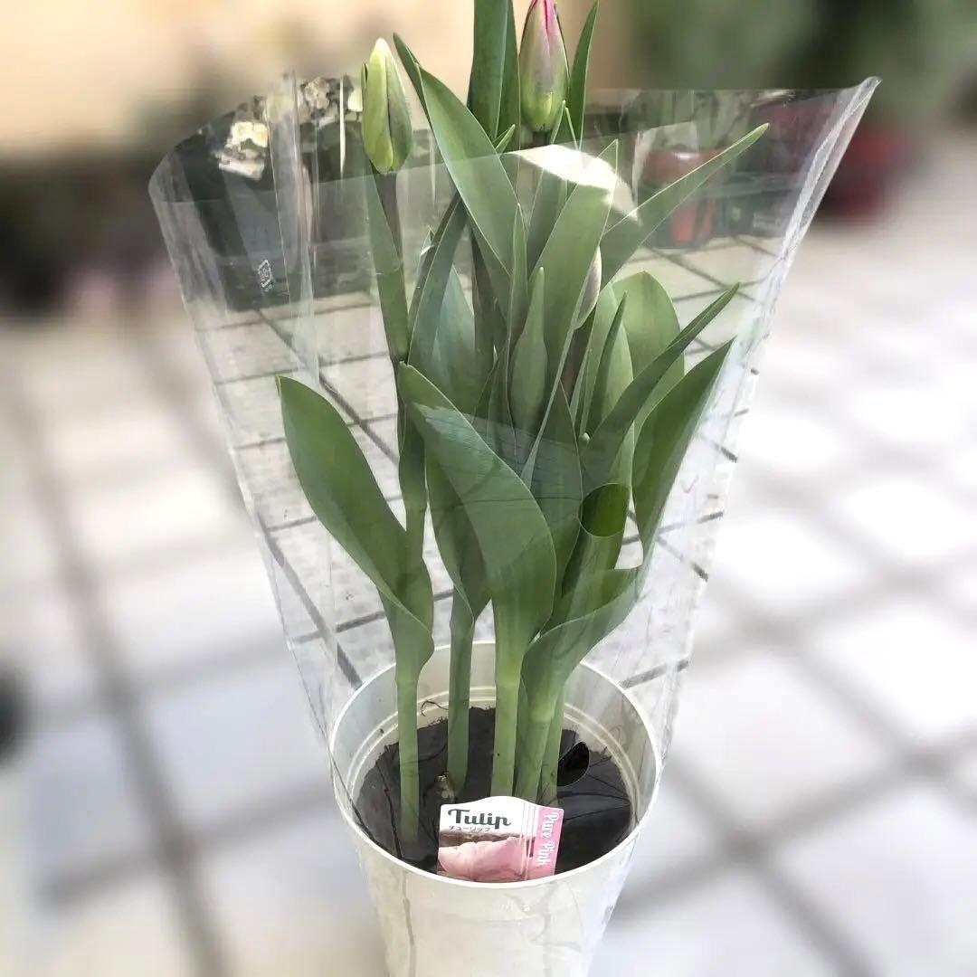 パルンチューリップ 7~8球植え 8鉢