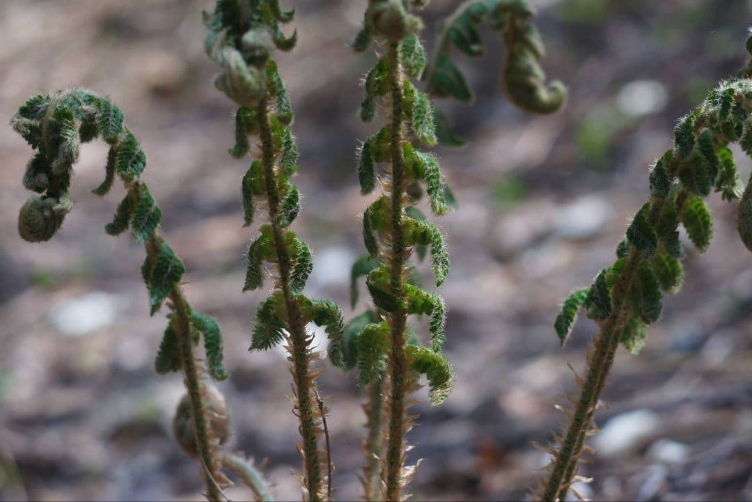HELIOS 44-2 58mm f2 ゼブラ　初期型