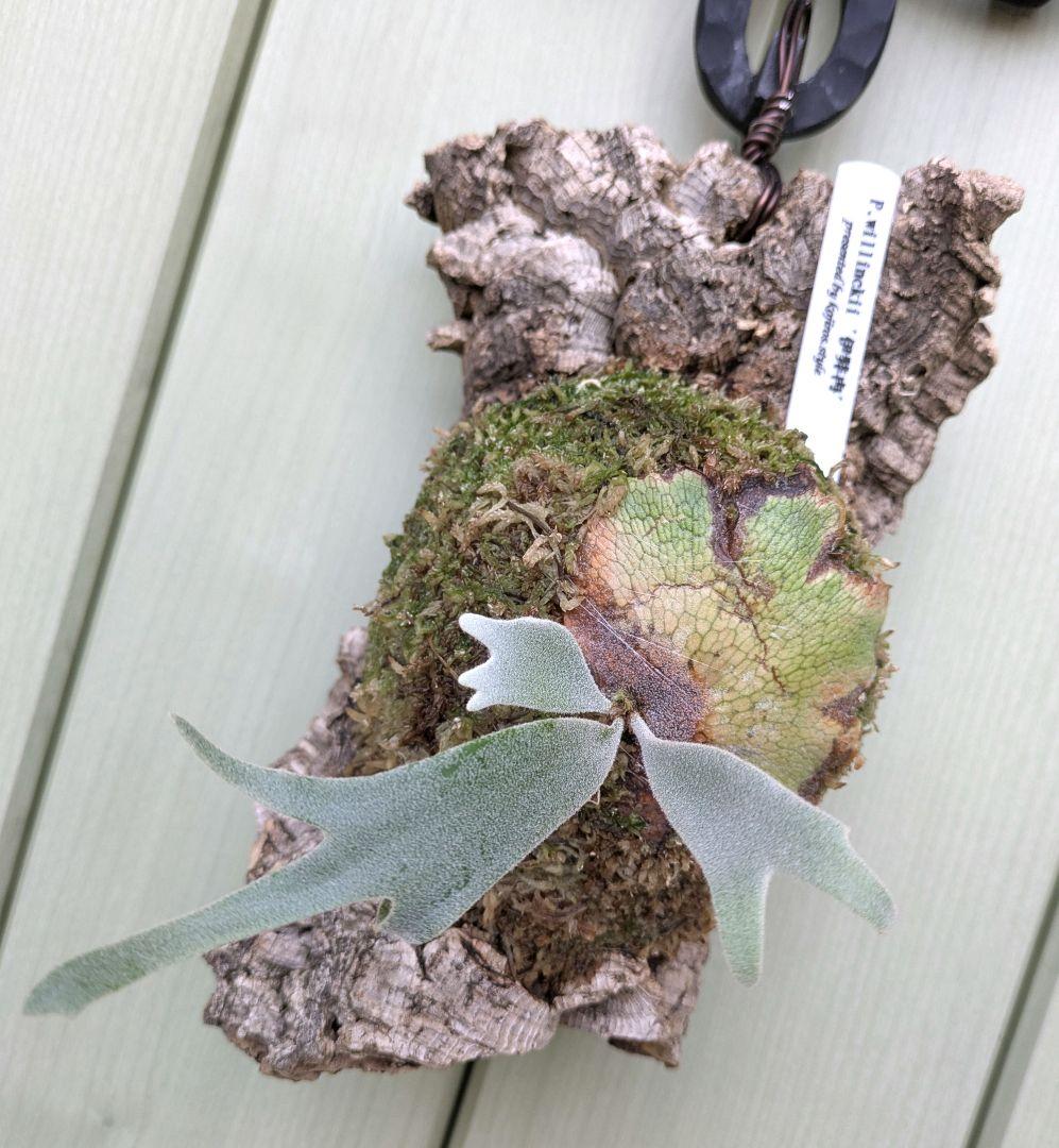 ビカクシダ☆イザナミ☆Izanami☆伊弉冉☆OC☆コルク付け①