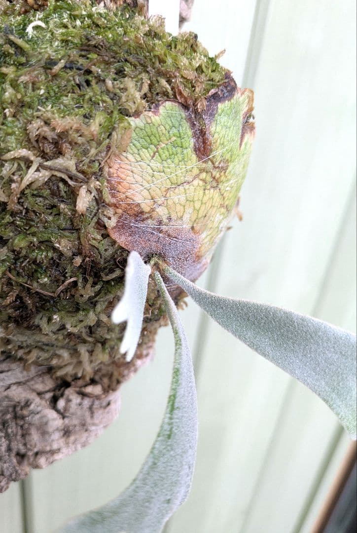 ビカクシダ☆イザナミ☆Izanami☆伊弉冉☆OC☆コルク付け①