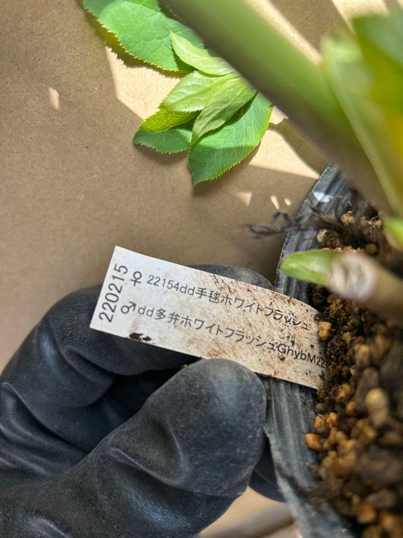 加藤農園 クリスマスローズ ホワイト系 同梱推奨