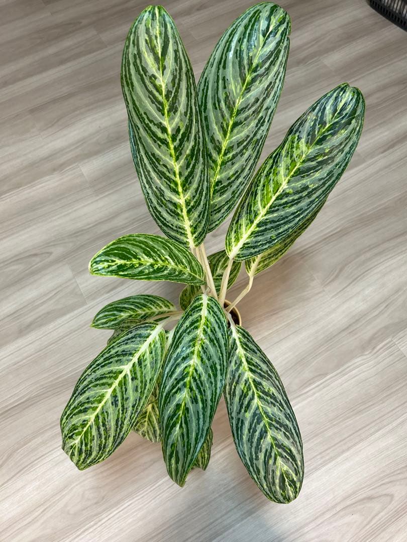 ✴︎Aglaonema 'stripes' curtisii×Manila✴︎子株有