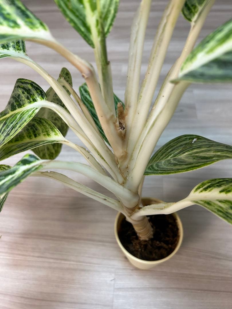 ✴︎Aglaonema 'stripes' curtisii×Manila✴︎子株有
