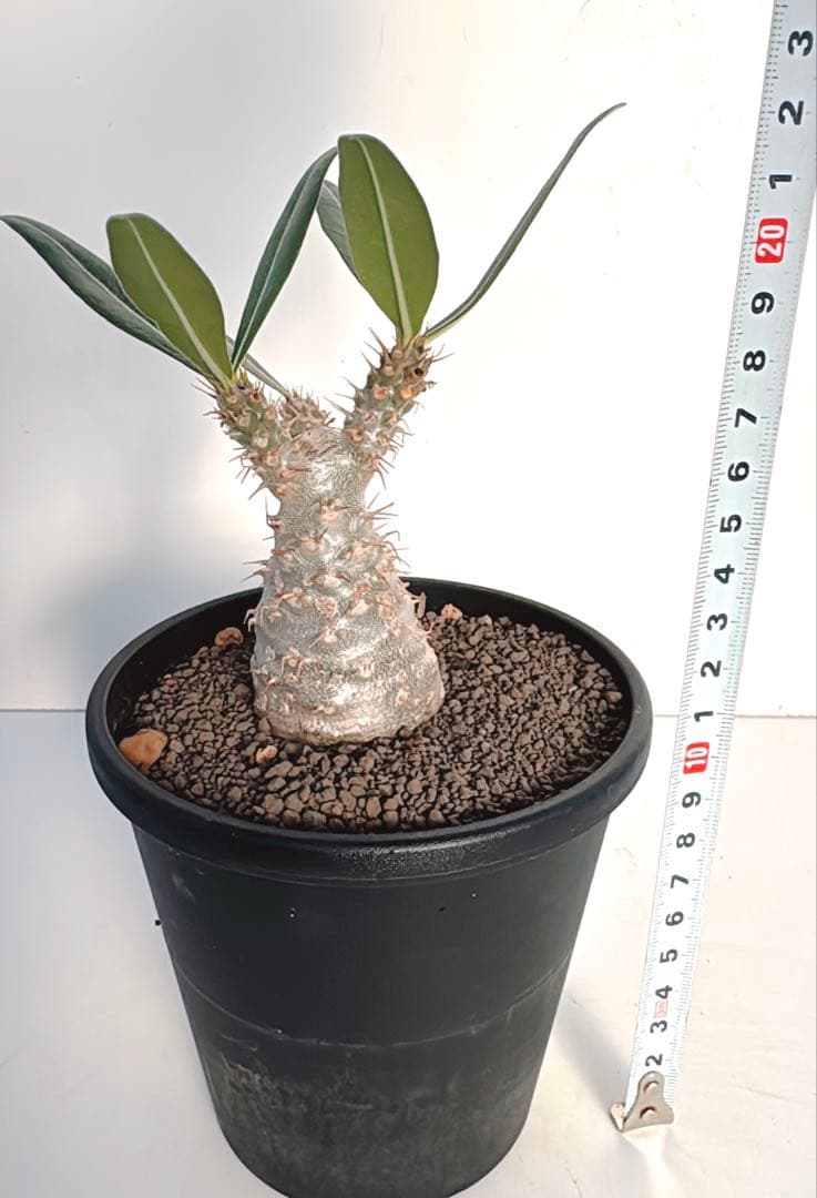 グラキリス　パキポディウム