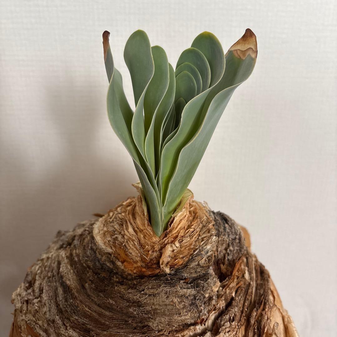 発根済 ブーファン ハエマンソイデス 現地株 検塊根植物 サボテン