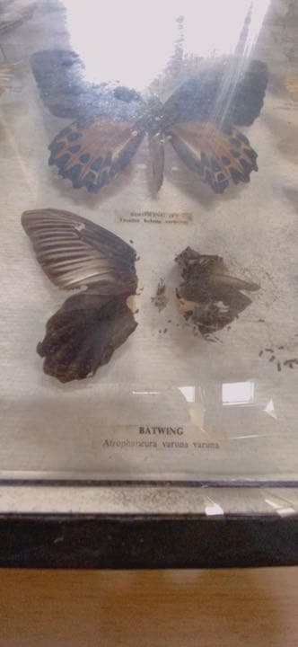 蝶々の剥製(1980年)【絶滅危惧種有り】